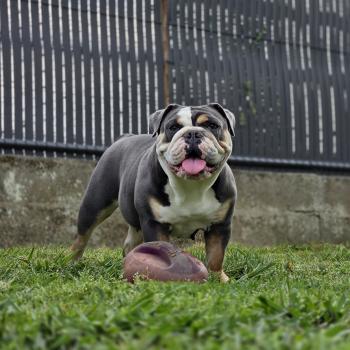 Chiot New English Bulldog Charlotte ❤ Balou 2026 ROCK MY BULLS
