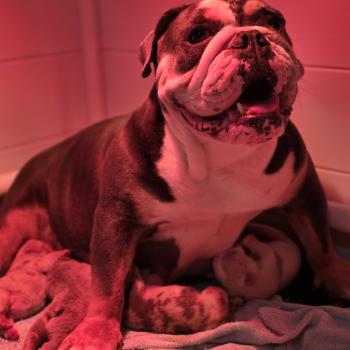 Chiot New English Bulldog Charlotte ❤ Balou 2026 ROCK MY BULLS