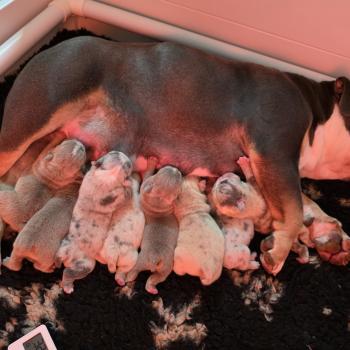 Chiot New English Bulldog Charlotte ❤ Balou 2026 ROCK MY BULLS
