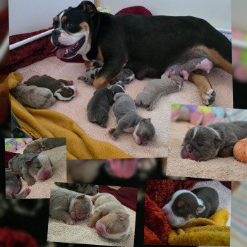 Chiot Olde English Bulldogge Raven ❤ Balou 2025 ROCK MY BULLS Chiot Olde English Bulldogge Raven ❤ Balou 2025 ROCK MY BULLS